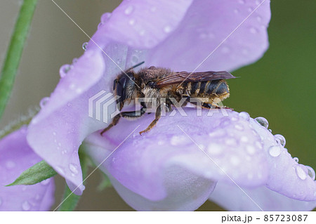 Closeup on a female banded mud bee, Megachile ericetorum sipping nectar, while simultaneously collecting pollen from seat pee , Lathyrus odoratus in the garden Closeup on a female banded mud bee, Megachile ericetorum sipping nectar, while simultaneously collecting pollen from seat pee , Lathyrus odoratus in the garden 85723087