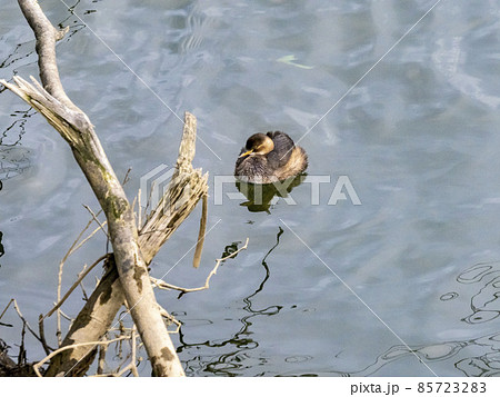流木の近くの水面に浮かぶカイツブリ 85723283