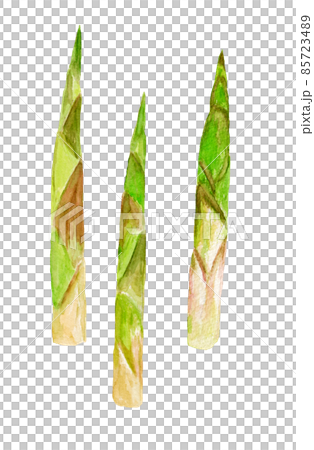 彎曲竹子的水彩插圖 85723489