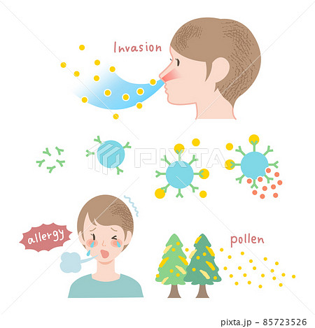 花粉症のしくみのイラスト（説明文字なし）説明図 図表 アレルギー 85723526
