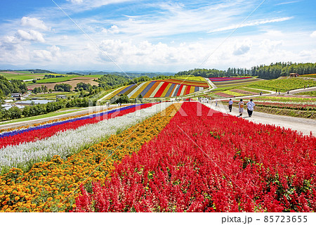 北海道・四季彩の丘 85723655