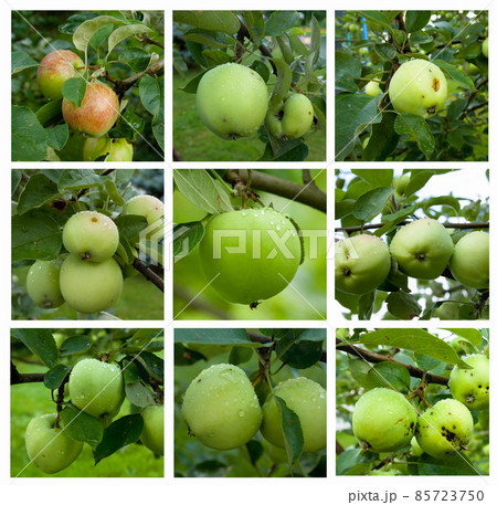 Autumnal collage - branch with ripe green apples and green leaves. 85723750