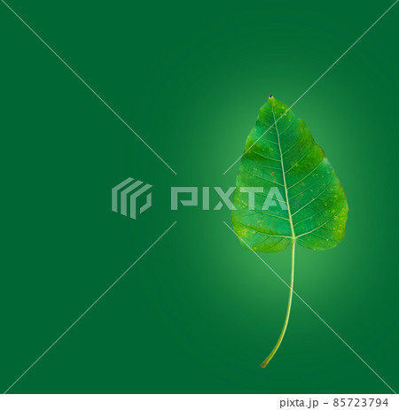 Isolated Ficus Religiosa leaf with clipping paths. 85723794