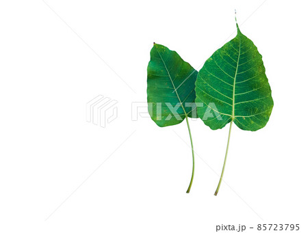 Isolated Ficus Religiosa leaf with clipping paths. Isolated Ficus Religiosa leaf with clipping paths. 85723795
