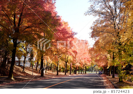 紅葉した唐楓と台湾フウの並木道 紅葉した唐楓と台湾フウの並木道 85724423