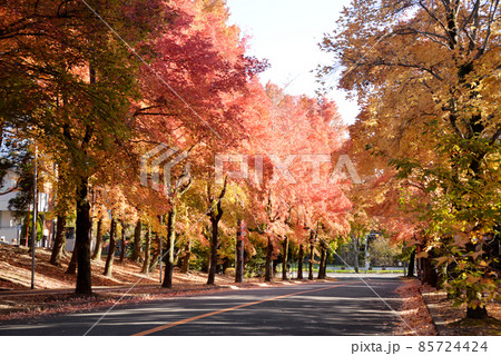 紅葉した唐楓と台湾フウの並木道 紅葉した唐楓と台湾フウの並木道 85724424