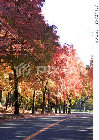 紅葉した唐楓と台湾フウの並木道 85724427