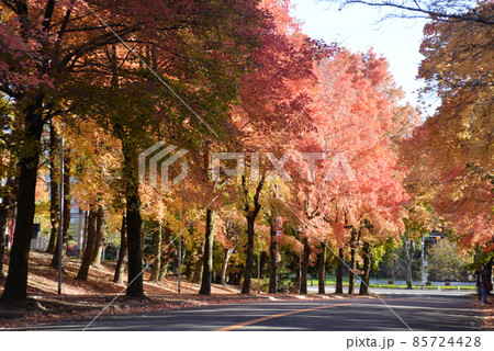 紅葉した唐楓と台湾フウの並木道 85724428