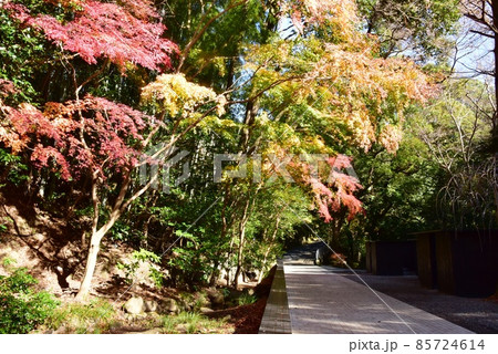 湯河原町 万葉公園湯河原惣湯周遊路と紅葉の写真素材