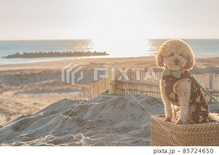 砂丘と犬 85724650
