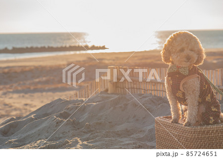 砂丘と犬 85724651