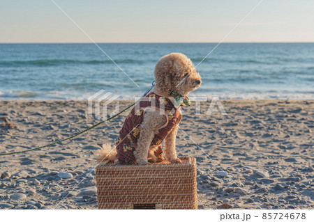 砂丘と犬 砂丘と犬 85724678