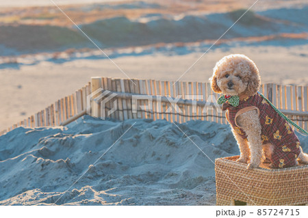 砂丘と犬 85724715