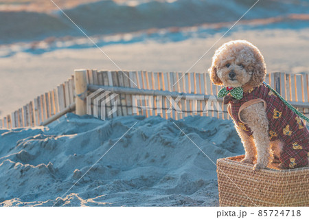 砂丘と犬 85724718