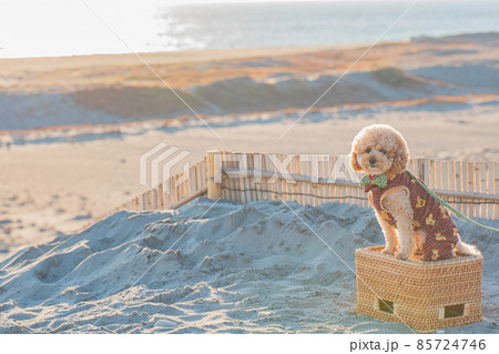 砂丘と犬 砂丘と犬 85724746
