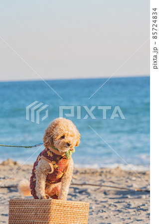 砂丘と犬 砂丘と犬 85724834