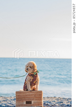 砂丘と犬 85724857