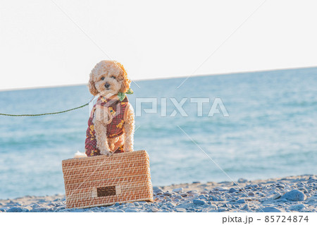 砂丘と犬 85724874