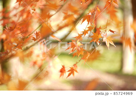 晩秋の紅葉　オールドレンズ 85724969