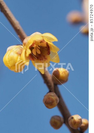 ロウバイ（和蝋梅（ワロウバイ）） 85724970