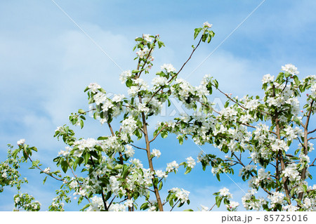 Beautiful apple tree blossom in nature on sky background. Beautiful apple tree blossom in nature on sky background. 85725016