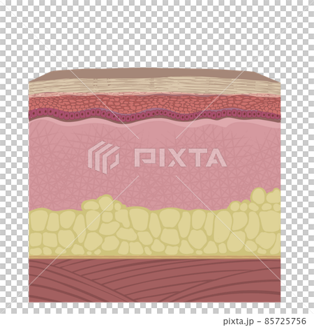 Cross section of the skin layer 85725756