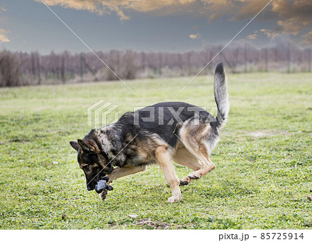 training of german shepherd 85725914