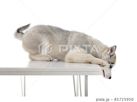 puppy siberian husky 85725950