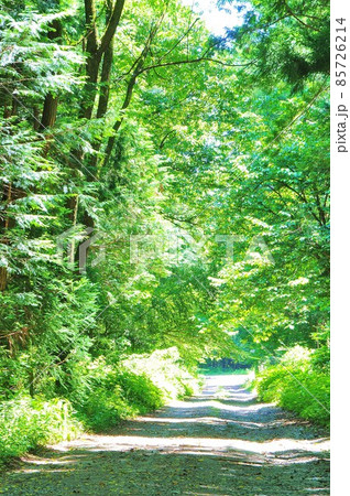 初夏の新緑の駒ケ根高原2 85726214