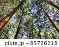 駒ケ根高原でカラマツ林を見上げる3 85726218