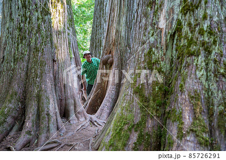Tourist near sequoia 85726291