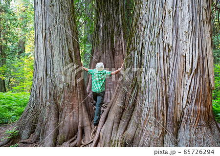 Tourist near sequoia Tourist near sequoia 85726294