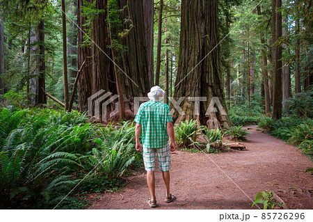 Tourist near sequoia 85726296