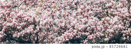 Pink Magnolia Tree with Blooming Flowers during Springtime 85726681