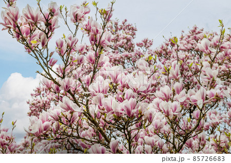 Pink Magnolia Tree with Blooming Flowers during Springtime Pink Magnolia Tree with Blooming Flowers during Springtime 85726683