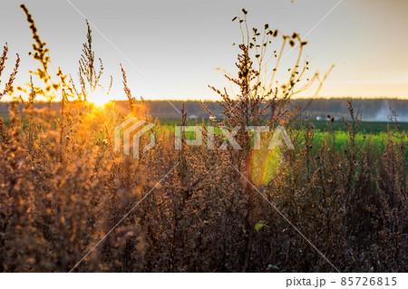 beautiful sunset in field. dry tall grass in the foreground. forest in the background 85726815