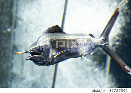 ターンするバショウカジキ 85727045