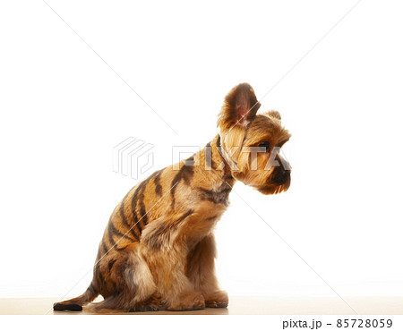 image of dog white background image of dog white background 85728059