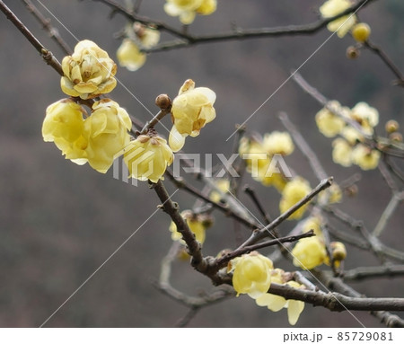 奥野ダムのロウバイ　春　花 85729081