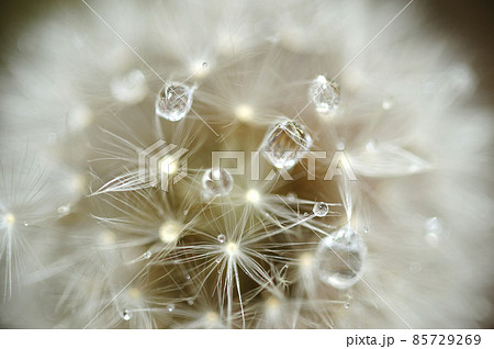 早朝に見た綿帽子 85729269