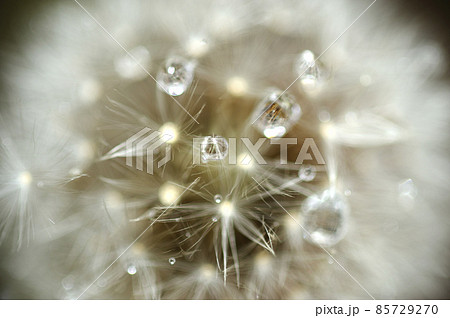 早朝に見た綿帽子 85729270