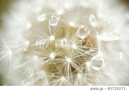 早朝に見た綿帽子 85729271