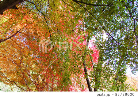 色鮮やかな紅葉 85729600
