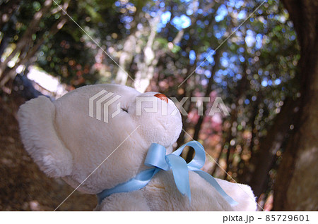 クマの外出 クマの外出 85729601