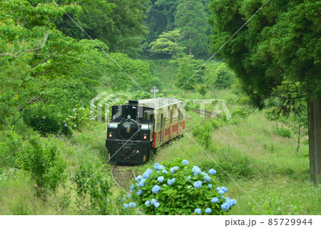 林の中を 85729944