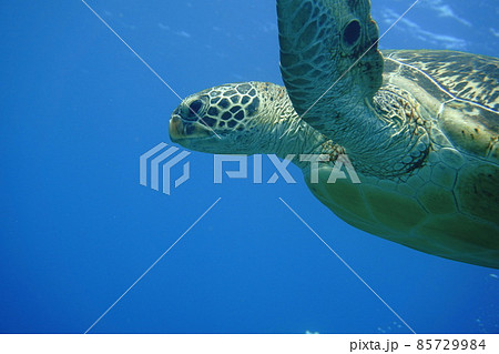 ウミガメと一緒に泳ぐ ウミガメと一緒に泳ぐ 85729984
