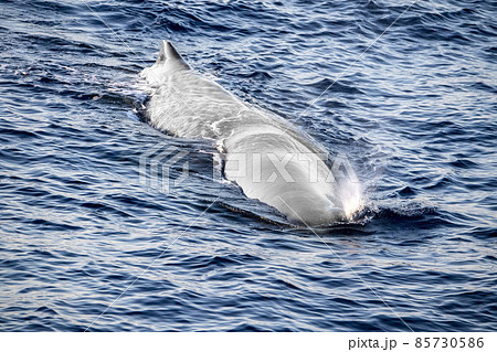 Whtie Sperm Whale head at sunset while blowing 85730586