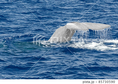 tail of Sperm white Whale at sunset while diving 85730590