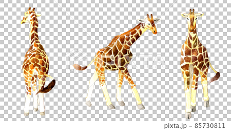 キリン3点セット（後ろ姿・横・正面）　手描き水彩イラスト素材集 85730811