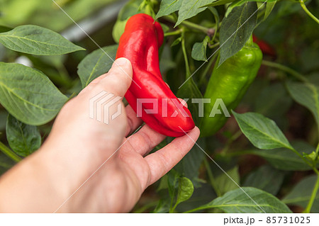 Gardening and agriculture concept. Female farm worker hand harvesting red fresh ripe organic bell pepper in garden. Vegan vegetarian home grown food production. Woman picking paprika pepper Gardening and agriculture concept. Female farm worker hand harvesting red fresh ripe organic bell pepper in garden. Vegan vegetarian home grown food production. Woman picking paprika pepper 85731025